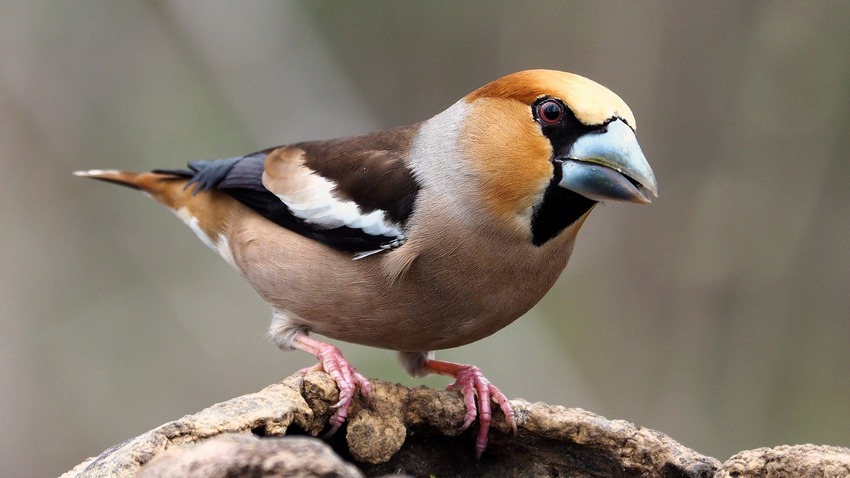 Frosoni  (Coccothraustes coccothraustes)